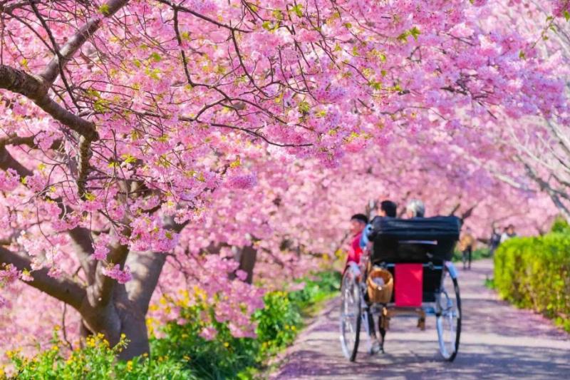 Minh họa các loại hình thực tập du lịch phổ biến bao gồm khách sạn, lữ hành, nhà hàng, và quản lý điểm đến