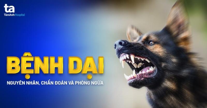 Chó nhà chết: Câu hỏi thường gặp