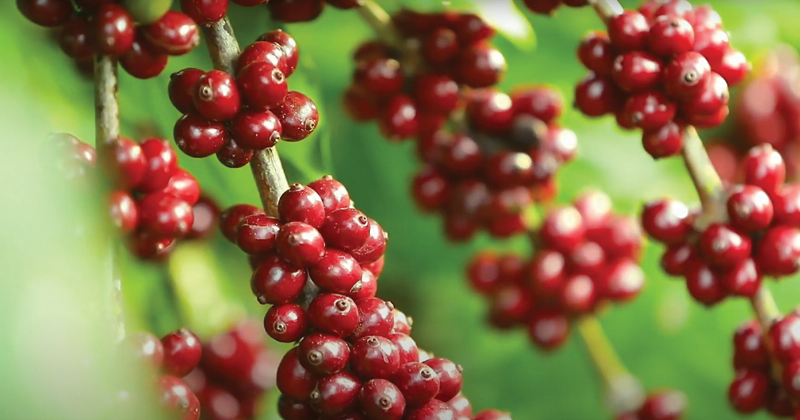 Mô hình chuỗi cung ứng cà phê bền vững của Nescafe từ nông trại đến nhà máy