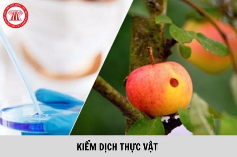 Mẫu Giấy Chứng Nhận Kiểm Dịch Thực Vật