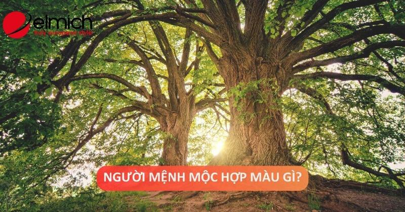 Người sinh năm 1989 mệnh Đại Lâm Mộc nên tránh màu trắng, xám, bạc (Hành Kim) và hạn chế màu vàng, nâu đất (Hành Thổ) để tránh năng lượng tiêu cực.