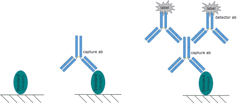 Một sinh viên đang cẩn thận thao tác trong phòng thí nghiệm vi sinh, sử dụng micropipette hoặc làm việc với tủ an toàn sinh học, thể hiện quá trình thực hành chuyên môn để thu thập dữ liệu cho báo cáo.
