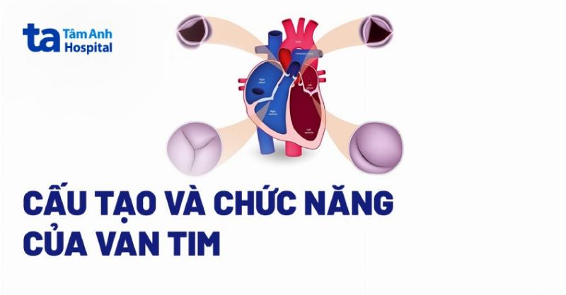 Dòng chảy máu qua các van tim bình thường qua siêu âm