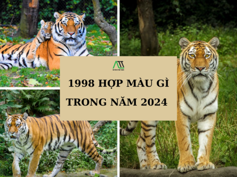 Lời Khuyên Cho Nữ Mậu Dần 1998 Trong Năm 2023