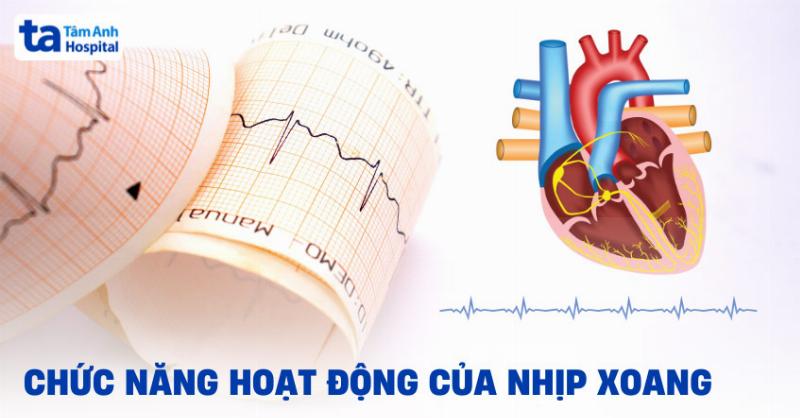 Nhịp xoang bình thường qua siêu âm