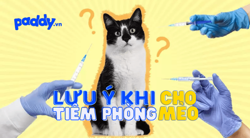 Tiêm phòng dại cho mèo